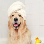 Woof-Dog-bath-850-500.jpg