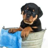 dog-bath-tub-AP-long.jpg